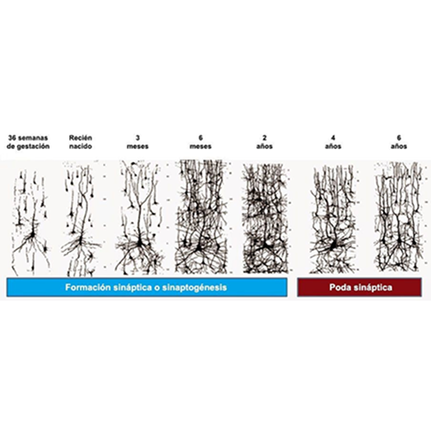 La ciencia del cerebro está detrás de cada actividad Vroom